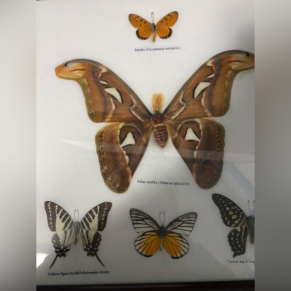 Moth frame